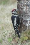 Dendrocopos medius