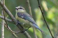 Cyanistes caeruleus