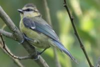 Cyanistes caeruleus