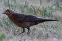 Turdus merula