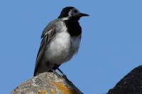 Motacilla alba