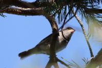 Passer domesticus