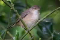 Acrocephalus scirpaceus