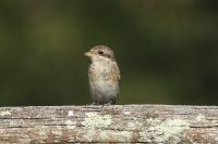 Lanius collurio