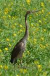Ardea purpurea