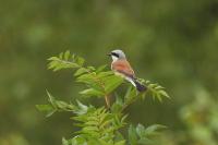 Lanius collurio