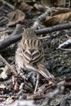 Anthus trivialis