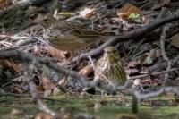 Anthus trivialis