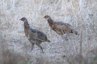Phasianus colchicus