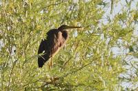Ardea purpurea