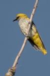Oriolus oriolus