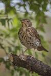 Turdus philomelos