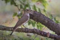 Muscicapa striata