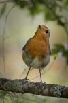 Erithacus rubecula