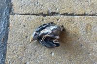 Hirundo rustica