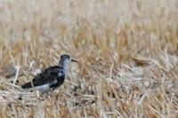 Calidris pugnax