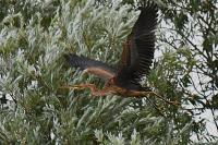 Ardea purpurea