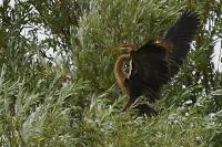 Ardea purpurea
