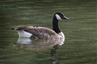 Branta canadensis
