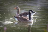 Branta canadensis
