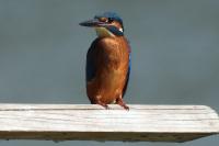 Alcedo atthis
