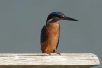 Alcedo atthis