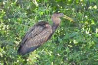 Ardea purpurea