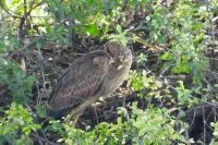 Ardea purpurea