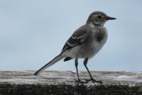 Motacilla alba