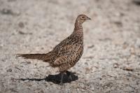 Phasianus colchicus