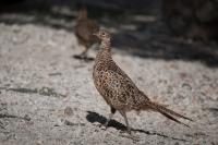 Phasianus colchicus