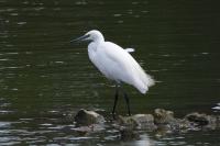 Egretta garzetta