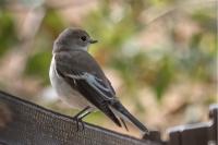 Ficedula hypoleuca