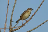 Cisticola juncidis