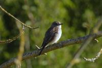 Muscicapa striata