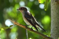 Ficedula hypoleuca