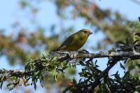 Chloris chloris