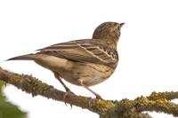 Anthus trivialis