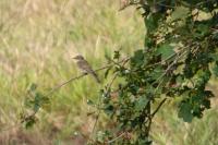 Muscicapa striata