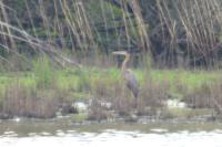 Ardea purpurea