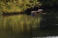 Ardea purpurea
