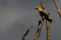Oriolus oriolus