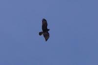 Buteo buteo