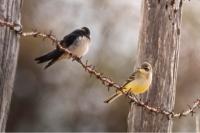 Motacilla flava