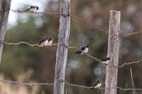 Hirundo rustica