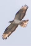 Pernis apivorus