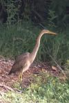 Ardea purpurea