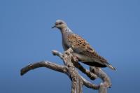 Streptopelia turtur