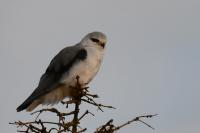 Elanus caeruleus