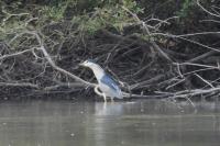 Nycticorax nycticorax